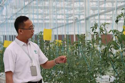 員工一年翻番，滬郊小鎮農業公司逆勢擴張背后的蔬菜種植新篇章