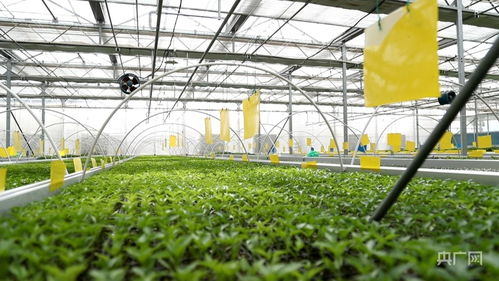 青海設施蔬菜生產格局初具雛形，總種植面積超10萬畝