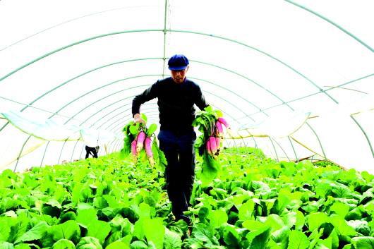 甘谷縣磐安鎮五坪設施菜基地 萬畝蔬菜迎來豐收季，科技助農提質增效